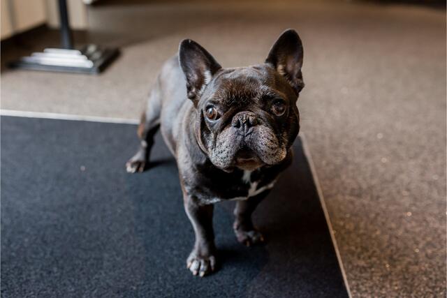 Ford KUGA 1.5 EcoBoost ST-Line X